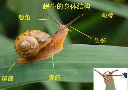 一只小蜗牛爆料视频大全,小蜗牛爆料视频大全集锦