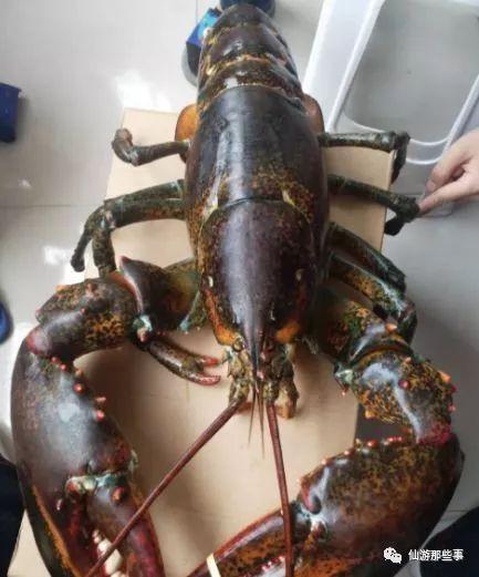 骚年龙虾爆料视频播放大全,视频播放大全精彩瞬间大盘点