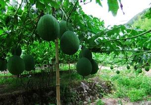 吊瓜免费吃,尽享田园美味之旅