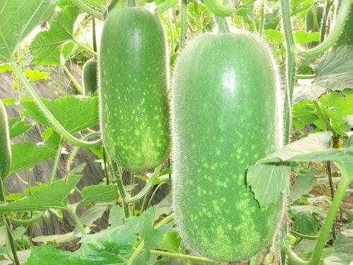 网红吃瓜白珍珠视频大全