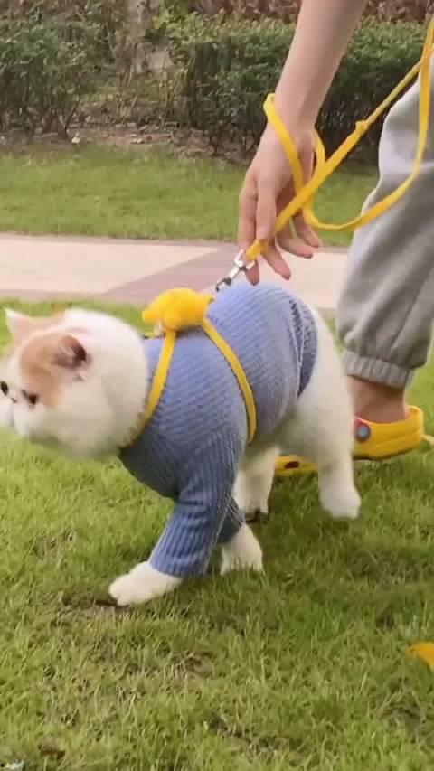 加菲最新爆料视频在线观看,精彩瞬间不容错过！